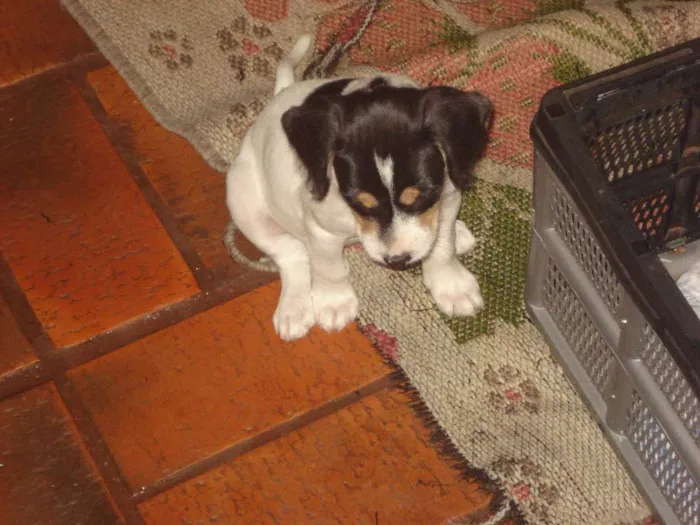 Cachorro ra a Sem raça idade 2 a 6 meses nome Não possui