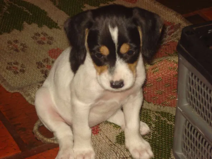 Cachorro ra a Sem raça idade 2 a 6 meses nome Não possui
