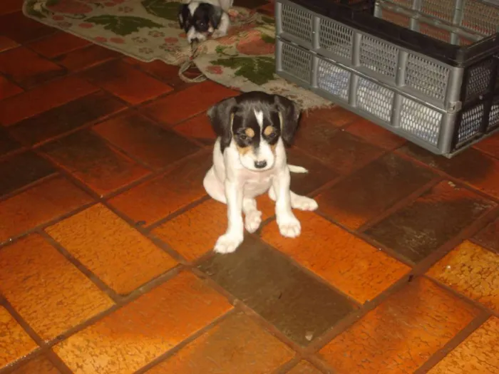 Cachorro ra a Sem raça idade 2 a 6 meses nome Não possui