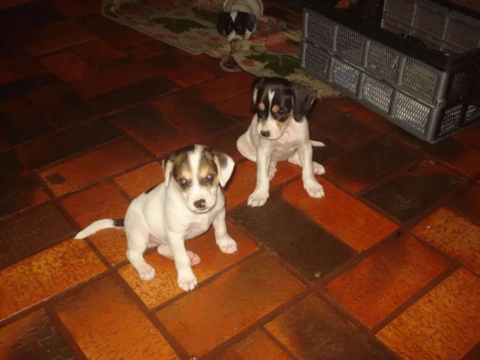 Cachorro ra a Sem raça idade 2 a 6 meses nome Não possui