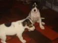 Não possui
