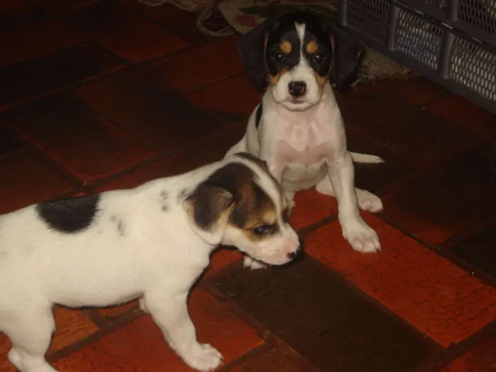 Cachorro ra a Sem raça idade 2 a 6 meses nome Não possui