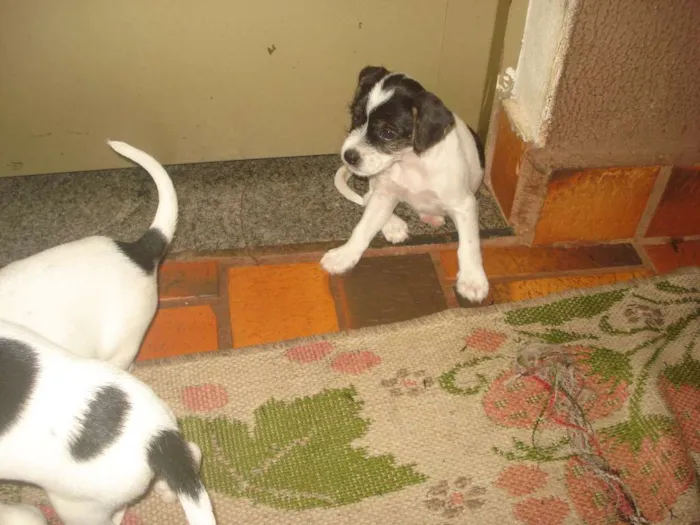 Cachorro ra a Sem raça idade 2 a 6 meses nome Não possui