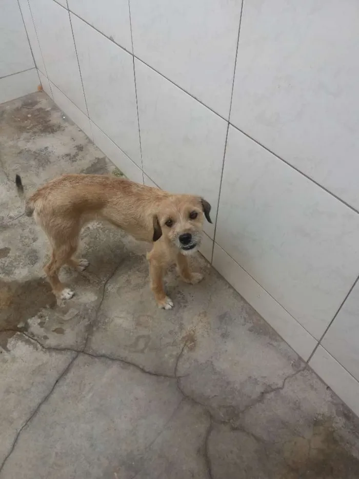 Cachorro ra a  idade 1 ano nome Nina