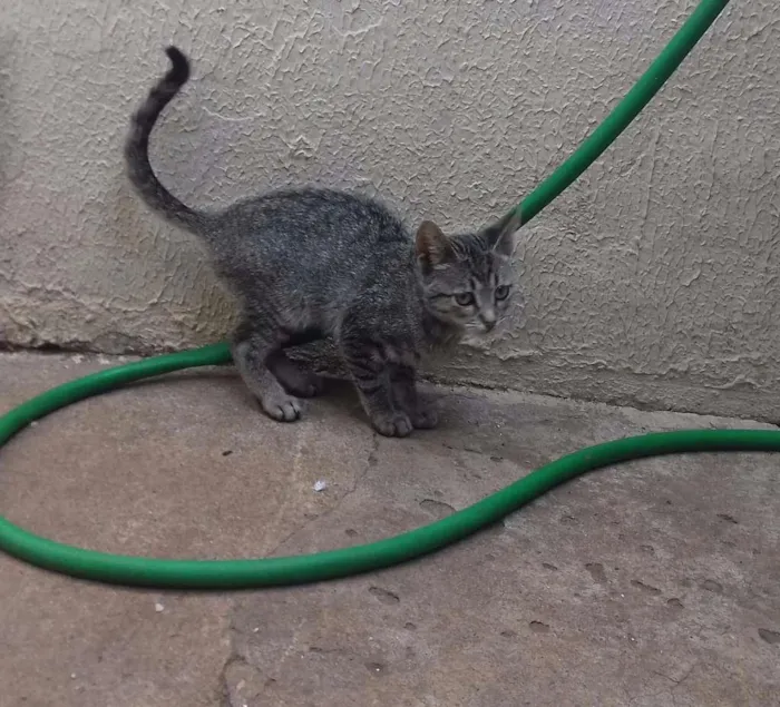 Gato ra a Sem raça definida idade 2 a 6 meses nome Lola