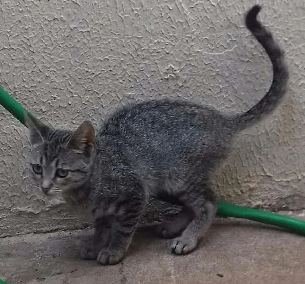 Gato ra a Sem raça definida idade 2 a 6 meses nome Lola