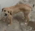 Nina