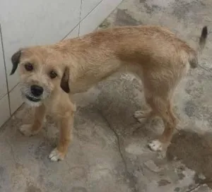 Cachorro raça  idade 1 ano nome Nina