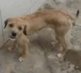 Nina