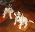Não possui
