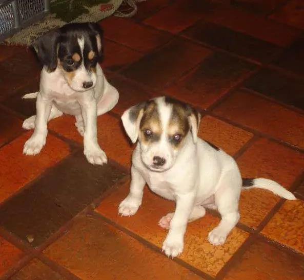 Cachorro ra a Sem raça idade 2 a 6 meses nome Não possui