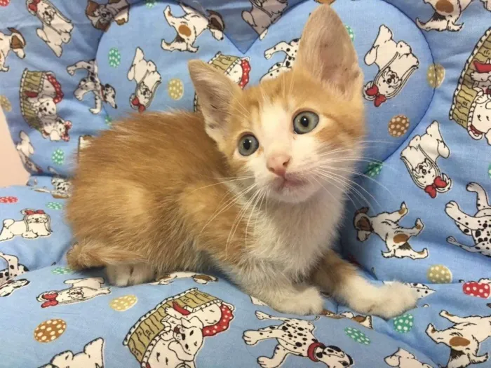 Gato ra a Srd idade Abaixo de 2 meses nome Benjamin