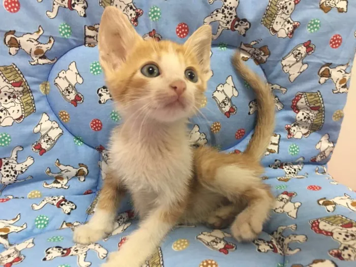 Gato ra a Srd idade Abaixo de 2 meses nome Benjamin
