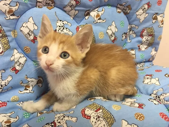Gato ra a Srd idade Abaixo de 2 meses nome Benjamin