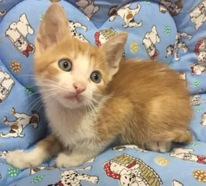 Gato raça Srd idade Abaixo de 2 meses nome Benjamin