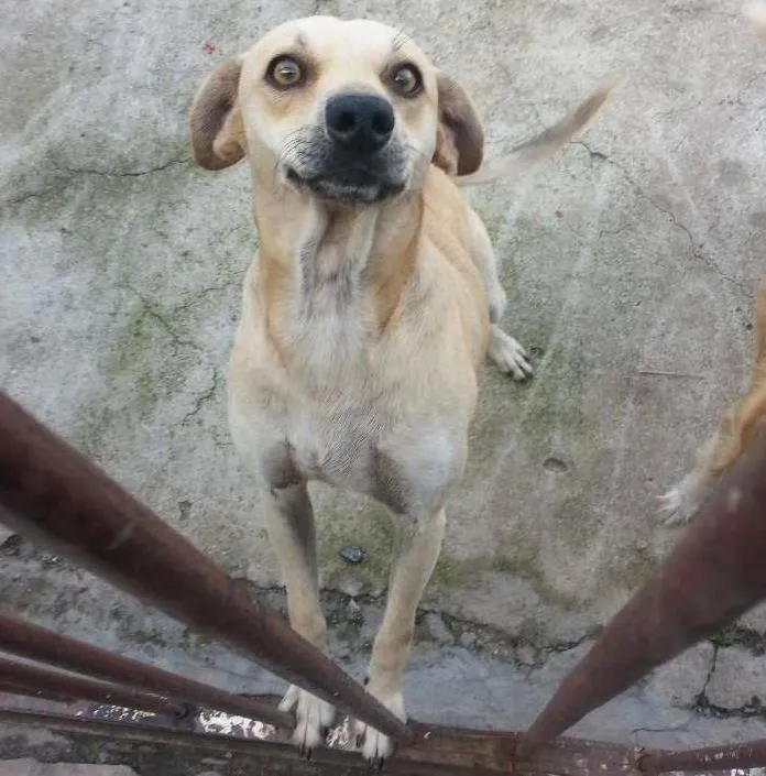 Cachorro ra a Srd idade 2 anos nome Smilinguido