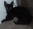 Pretinha