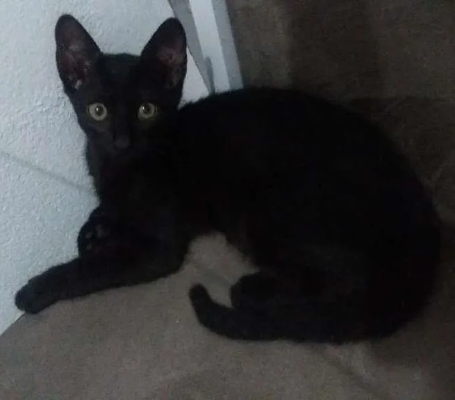 Gato ra a Não sei idade 2 a 6 meses nome Pretinha