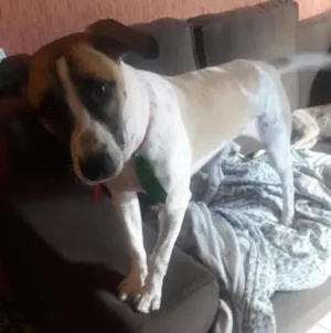 Cachorro raça Indefinida idade 7 a 11 meses nome Bolt