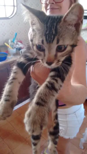 Gato raça Sem raça idade 2 a 6 meses nome Guepardo