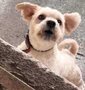 Cachorro raça Ilhasa idade 4 anos nome Fofucho