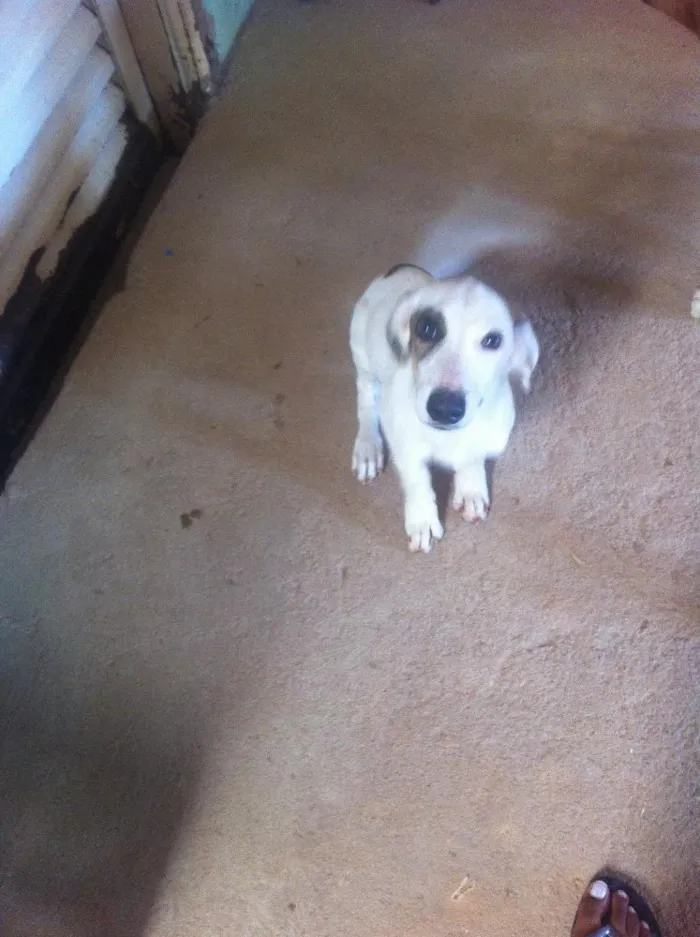 Cachorro ra a Vira lata  idade 2 a 6 meses nome Sem nome 