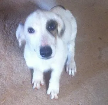 Cachorro ra a Vira lata  idade 2 a 6 meses nome Sem nome 