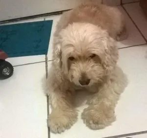 Cachorro raça mestiço idade 5 anos nome SALOMAO