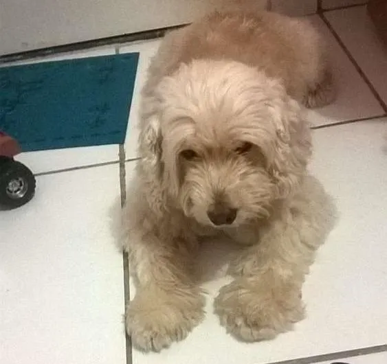 Cachorro ra a mestiço idade 5 anos nome SALOMAO