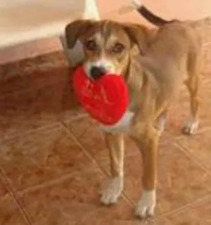 Cachorro raça labrador com vira lata idade 3 anos nome bred