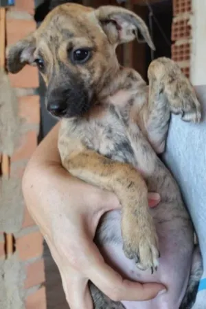 Cachorro raça SRD idade 2 a 6 meses nome ELSA