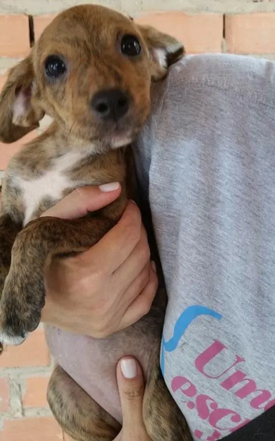 Cachorro ra a SRD idade 2 a 6 meses nome ANNA