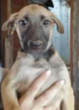 LAIKA