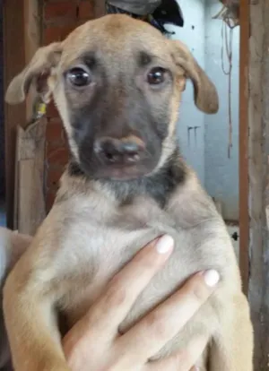 Cachorro raça SRD idade 2 a 6 meses nome LAIKA