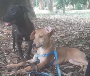 Cachorro raça Viralata idade 2 a 6 meses nome Leona