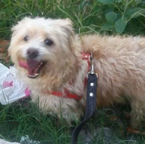 Cachorro ra a MESTIÇO CAIRNS TERRIER idade 5 anos nome BOBY