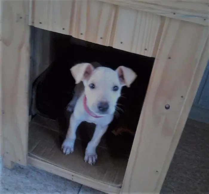 Cachorro ra a SRD idade 2 a 6 meses nome Ted Frederico