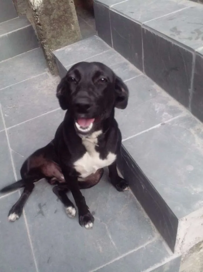 Cachorro ra a SRD idade 2 anos nome Pretinha