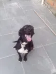 Pretinha