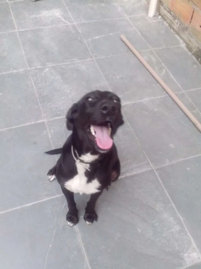 Cachorro ra a SRD idade 2 anos nome Pretinha