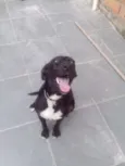 Pretinha