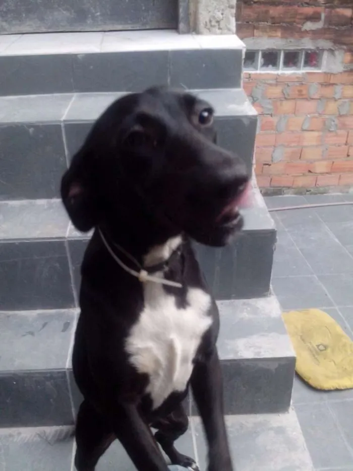 Cachorro ra a SRD idade 2 anos nome Pretinha