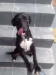 Pretinha
