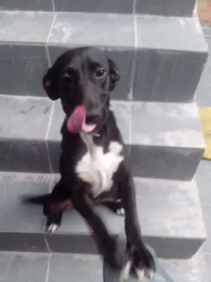 Cachorro raça SRD idade 2 anos nome Pretinha
