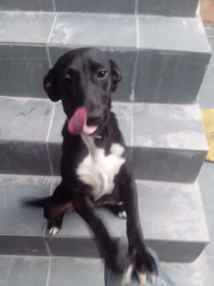Cachorro ra a SRD idade 2 anos nome Pretinha