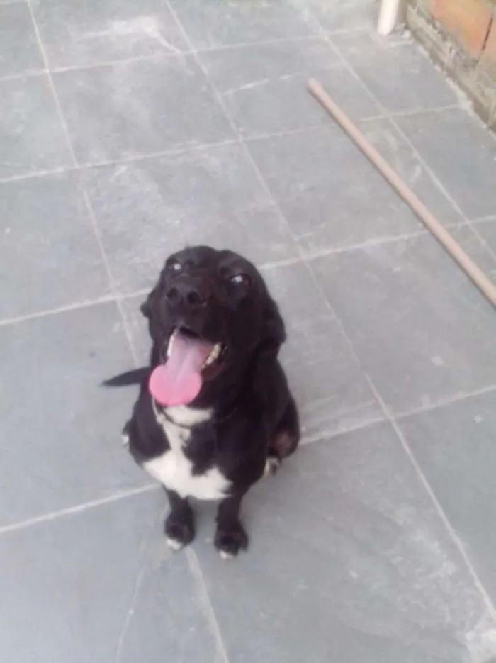 Cachorro ra a SRD idade 2 anos nome Pretinha