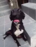 Pretinha