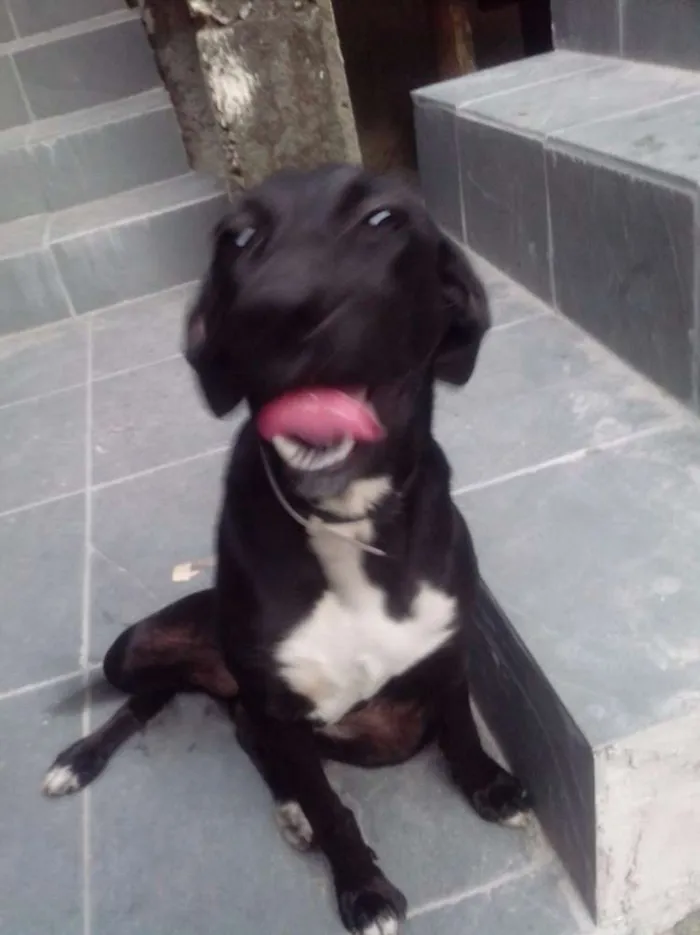 Cachorro ra a SRD idade 2 anos nome Pretinha