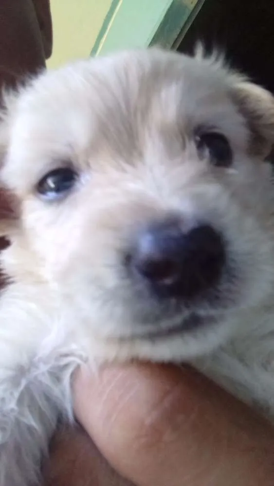 Cachorro raça Vira lata idade Abaixo de 2 meses nome Polar