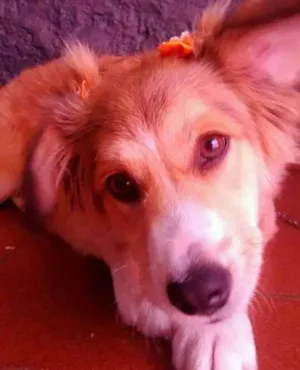 Cachorro raça SRD idade 7 a 11 meses nome Maya 